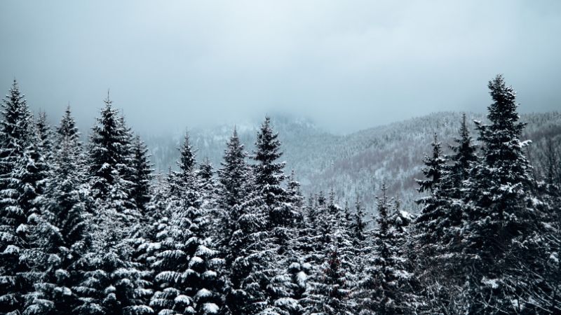 A poetic recollection of childhood memories, blending the quiet beauty of snowfall, the warmth of olive oil, and the nervous excitement of a school bus ride.