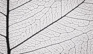 This is a compelling and philosophically rich piece of science writing. It reads like a manifesto for a more nuanced approach to biological education, moving away from the "Great Chain of Being" leftovers that still haunt modern textbooks.